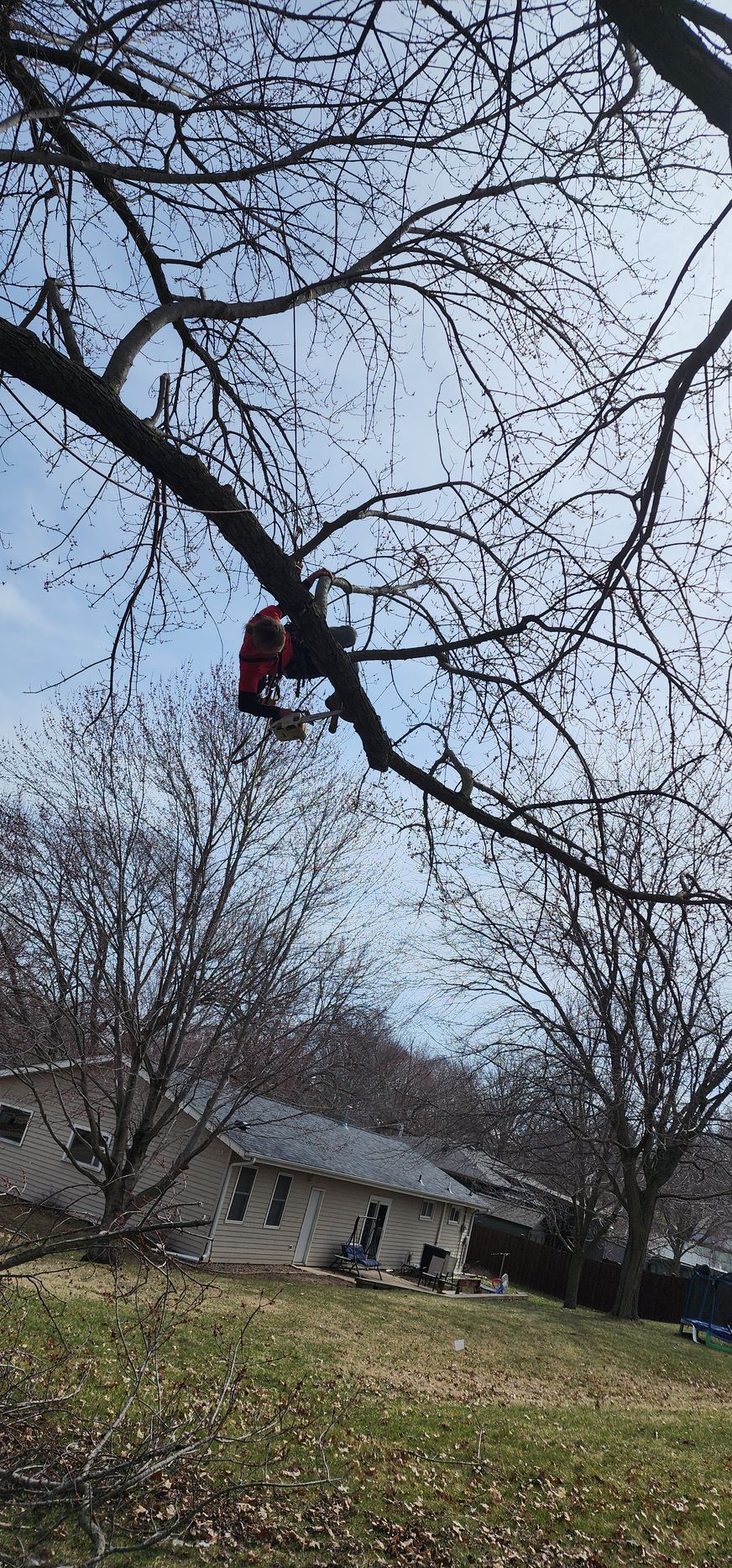 Person in red jacket and safety harness, sawing a large tree branch in a bare tree. House and grassy hill in the background.