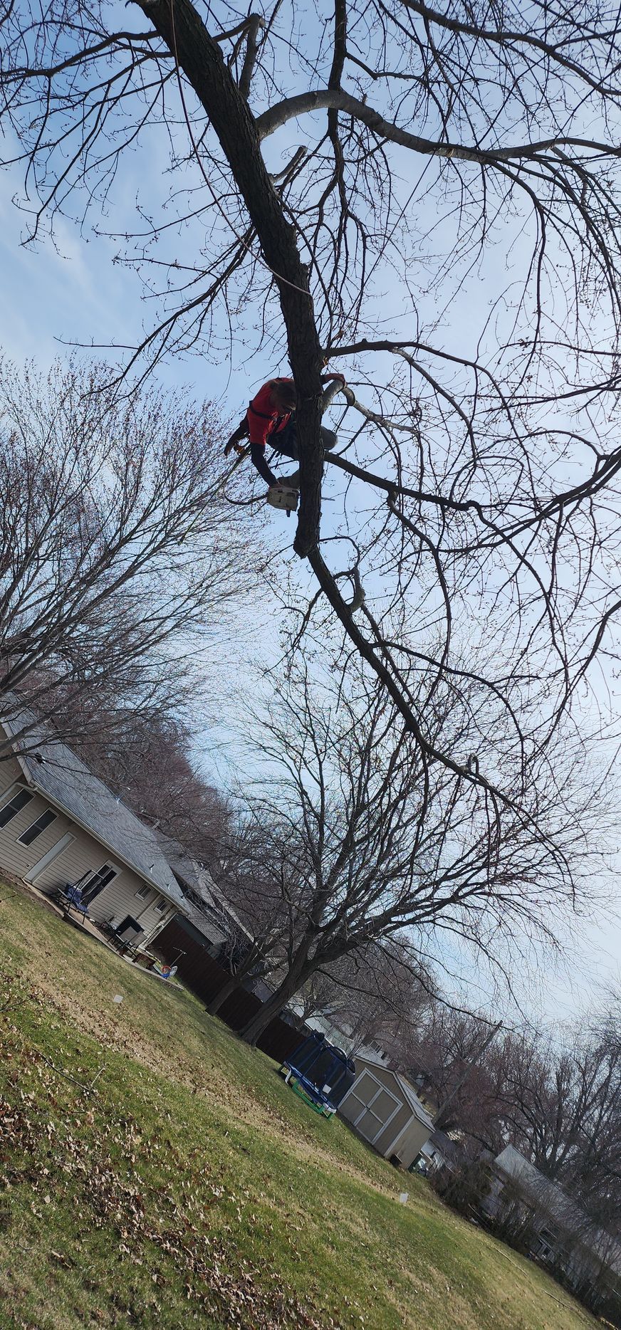 A person in a red jacket climbs a bare tree, houses and a grassy slope in the background under a blue sky.
