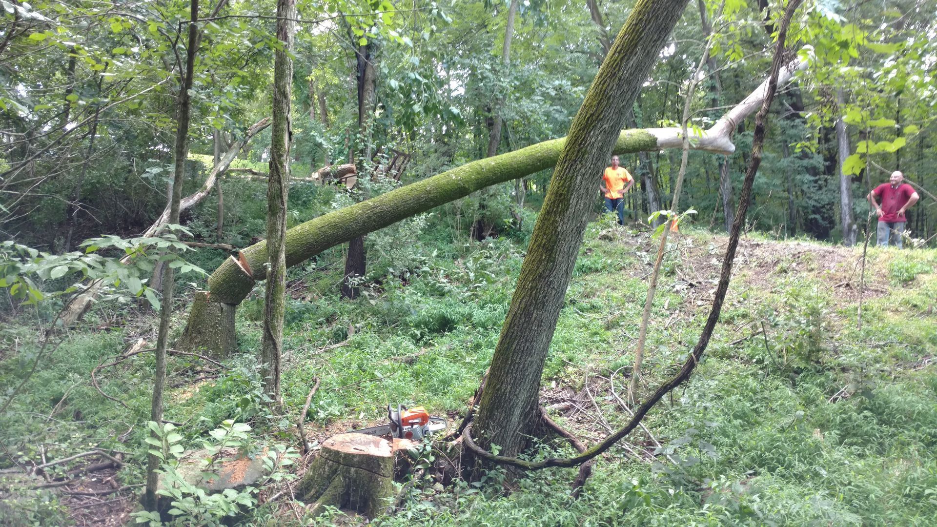 Fallen tree in woods with two people standing nearby.  Loggers at work.