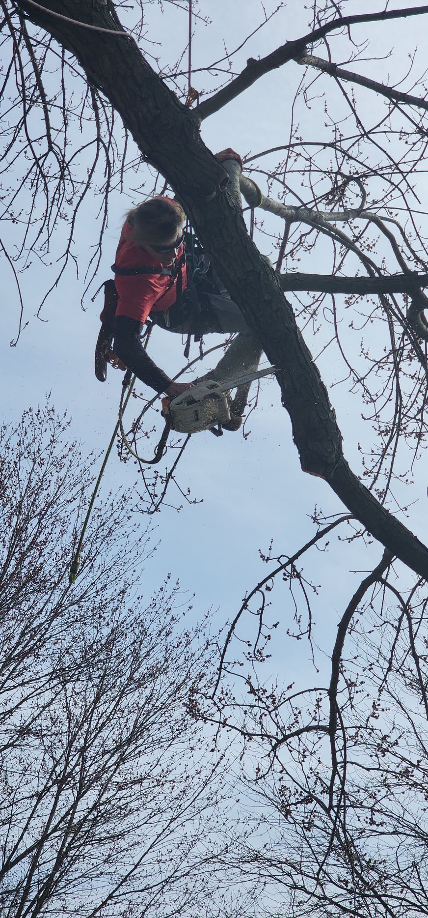 A tree service worker with a chainsaw, cutting a branch high in a bare tree, against a cloudy sky.