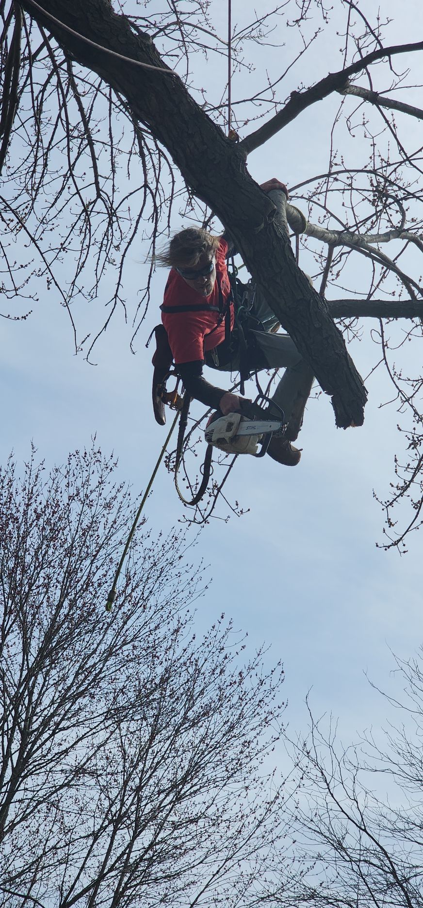 A person in a tree with a chainsaw, secured by ropes. They wear an orange jacket, with a cloudy sky background.