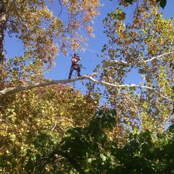 Man in safety gear trimming branches high up in a tree against a blue sky.