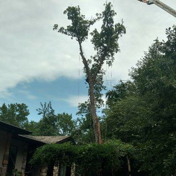 A tall tree being trimmed by a crane near a house on a cloudy day.