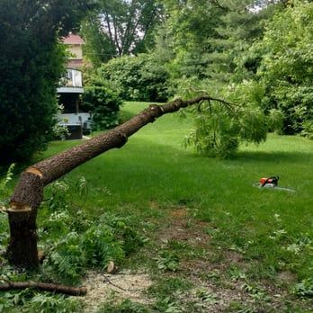 Tree trunk felled in a grassy yard, chainsaw visible, house in background.