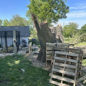 A damaged tree trunk, split at the top, surrounded by wood pallets and debris in a yard.
