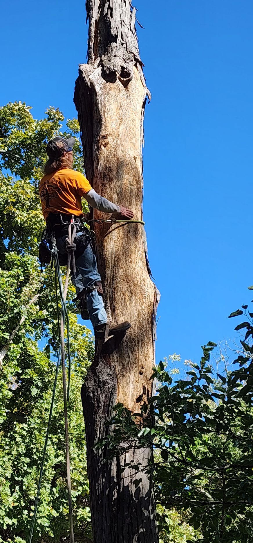 Arborist in orange shirt, jeans, and safety gear, climbing a tall tree against a blue sky.