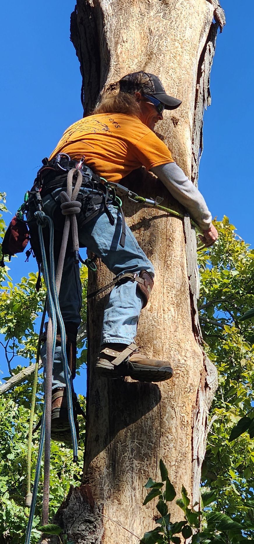 Person climbing a tree, secured with ropes and gear. Blue sky.