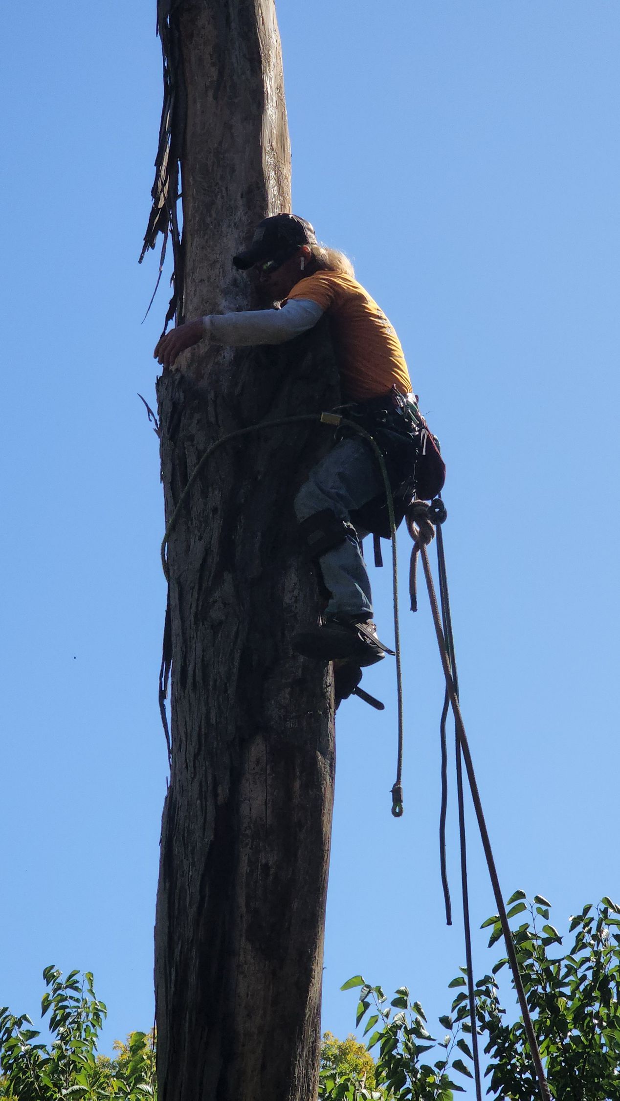 Man in safety gear climbing a tall tree against a blue sky.
