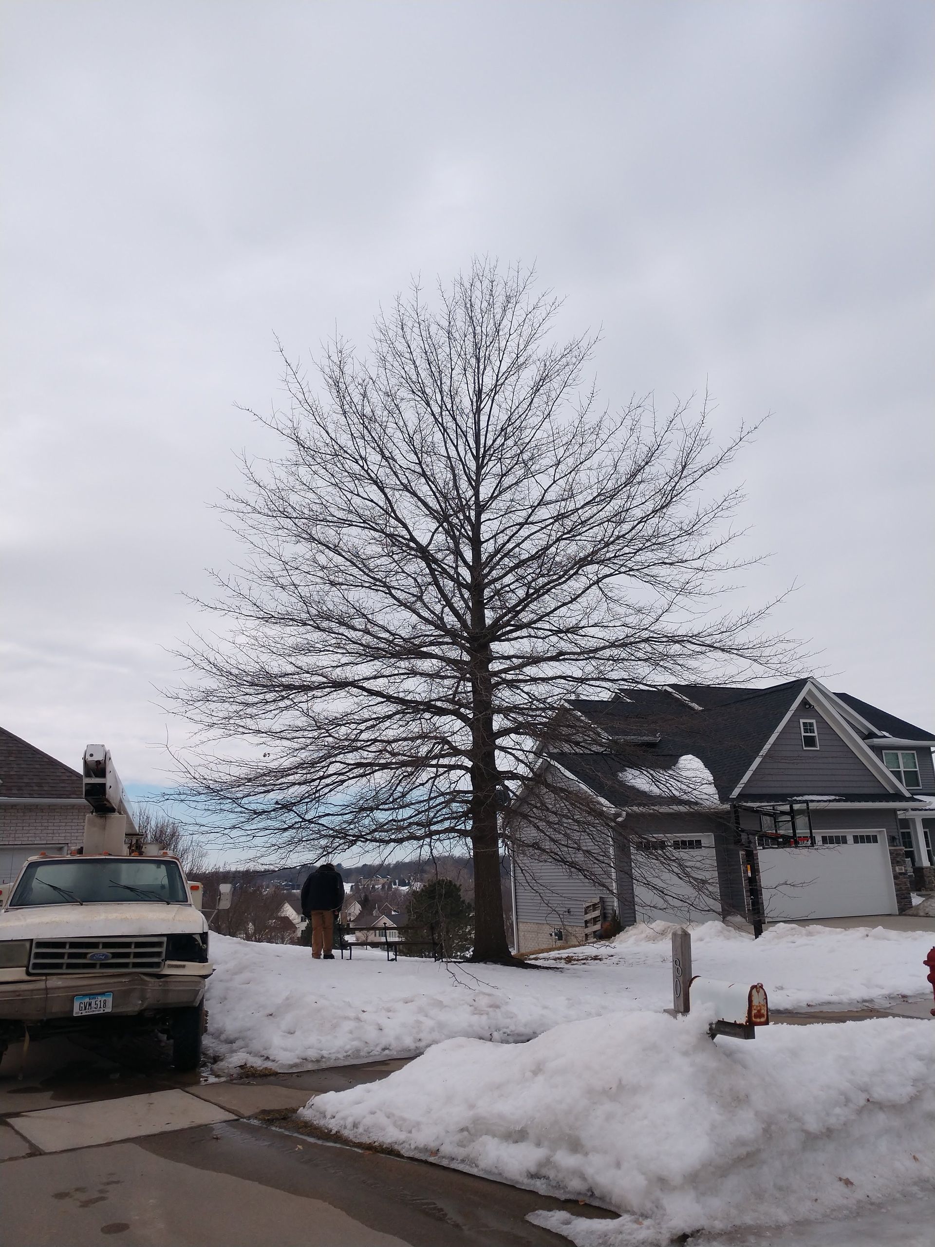 A leafless tree stands in snow beside a house; a truck and person are present.