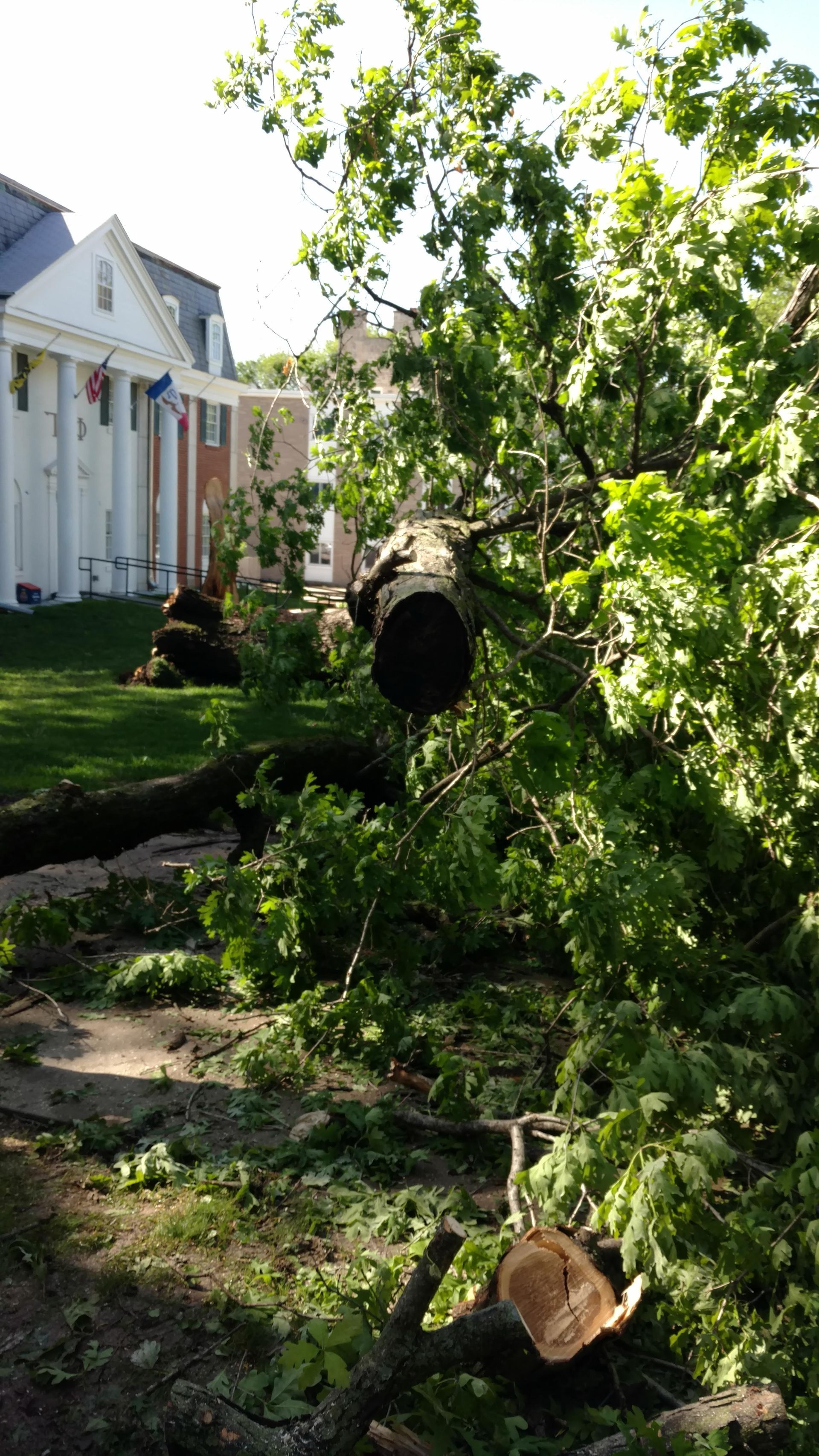 Fallen tree on grass with cut branches. Buildings in the background. Bright sunlight.