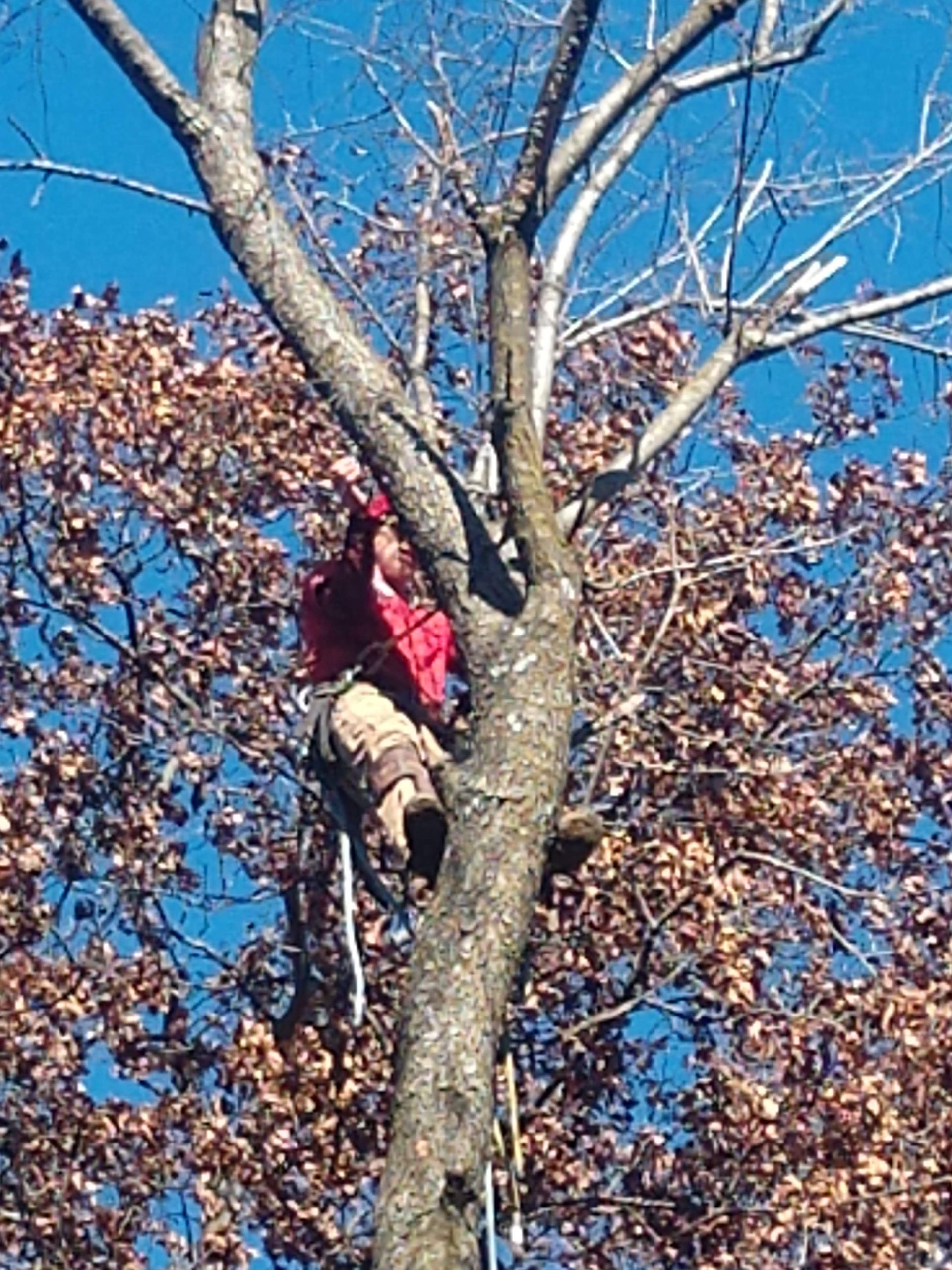 Person in a red jacket climbing a tree with safety harness against blue sky and brown leaves.