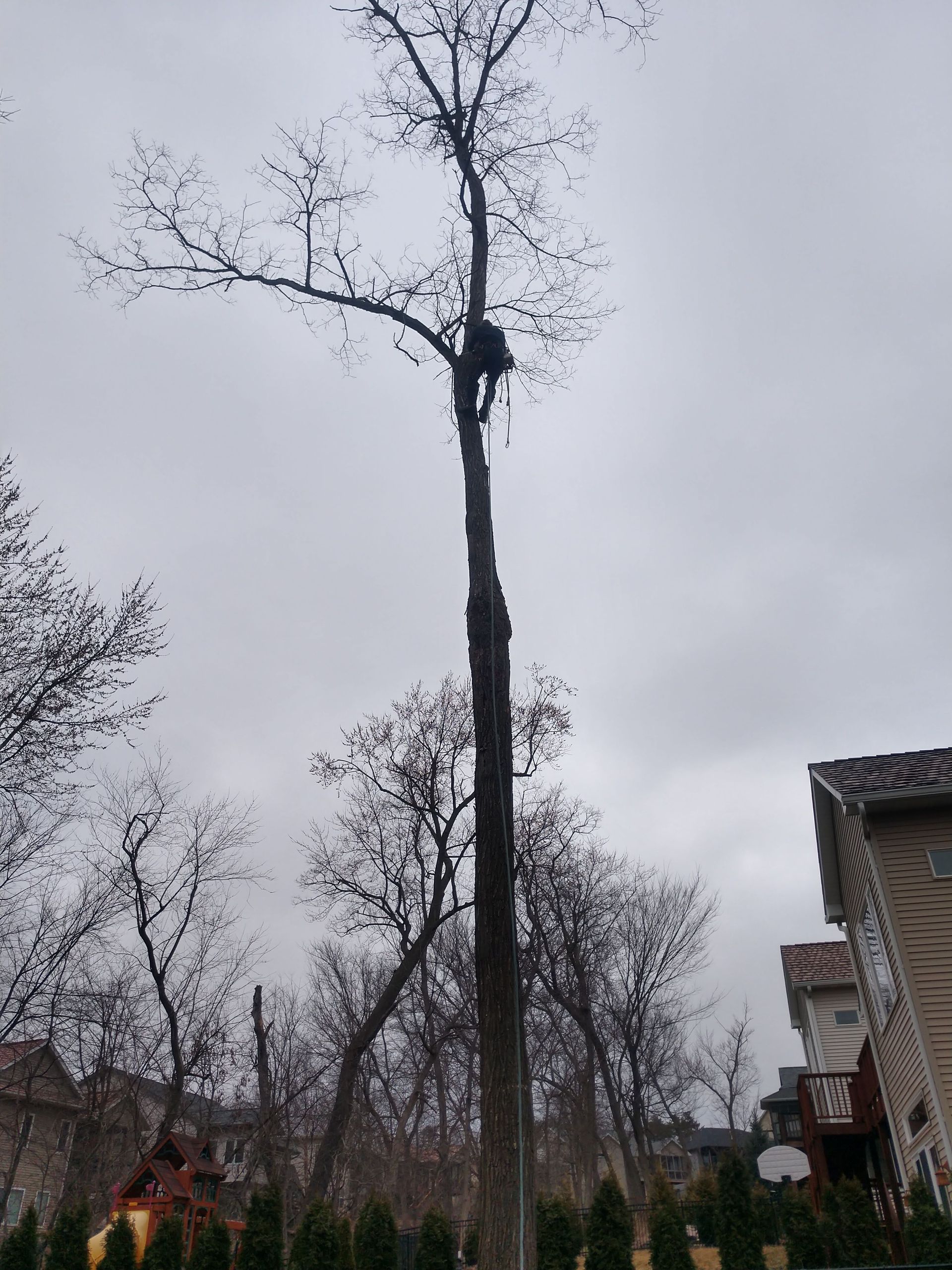 Arborist working in a tall, bare tree against a cloudy sky; residential setting.