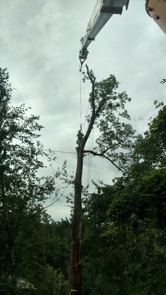 A tall tree being cut down by a crane, against a cloudy sky.