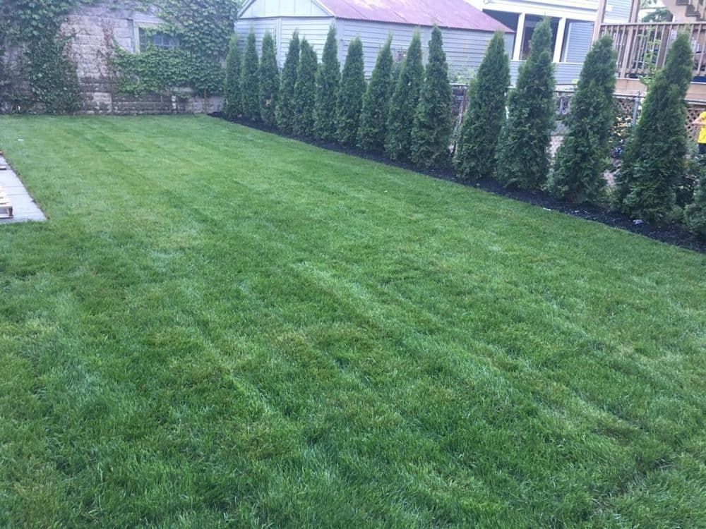 A lush green lawn with a row of trees in the background.
