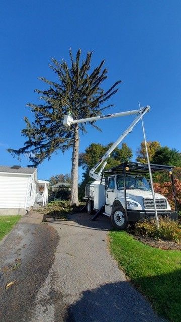 A white truck with a crane attached to it is cutting a tree