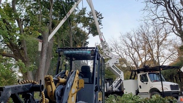 A bulldozer is cutting a tree with a crane attached to it