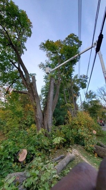 A person is cutting down a tree with a crane