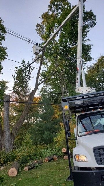 A man in a crane is cutting a tree