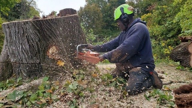 A man is cutting a tree stump