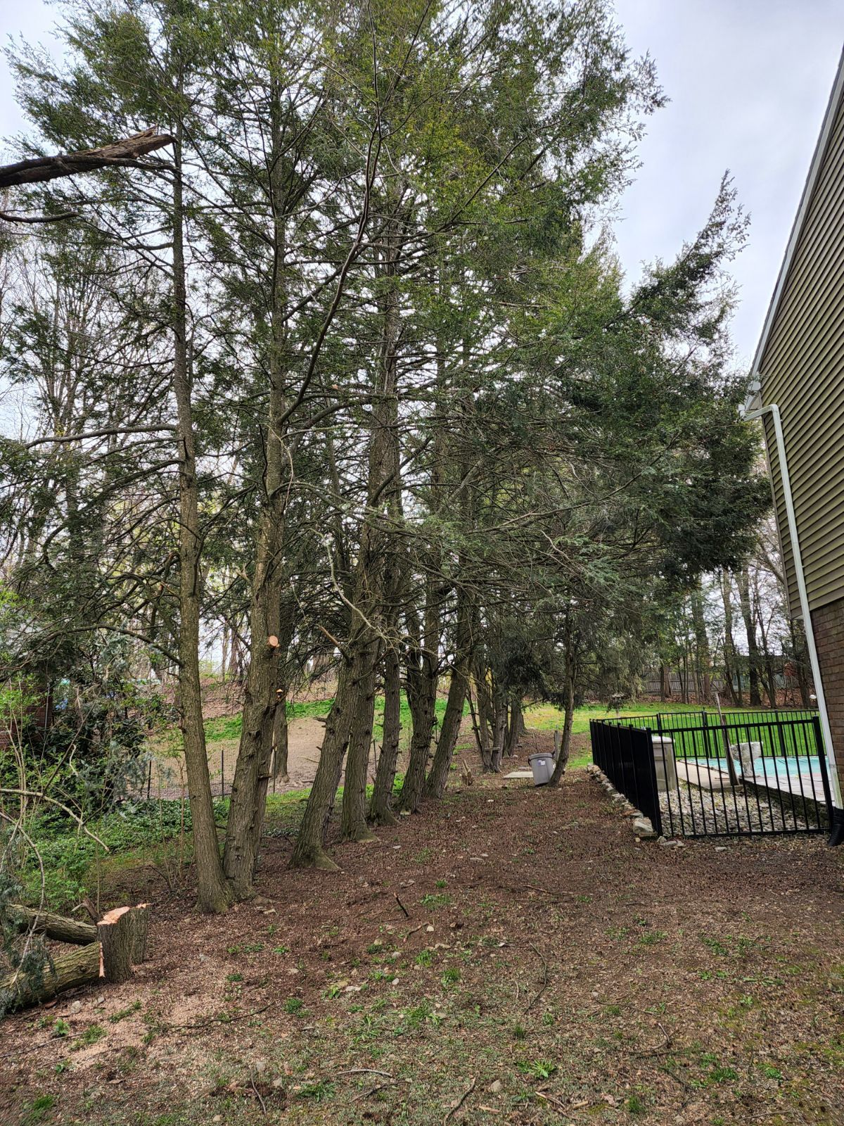A row of trees in a yard next to a house