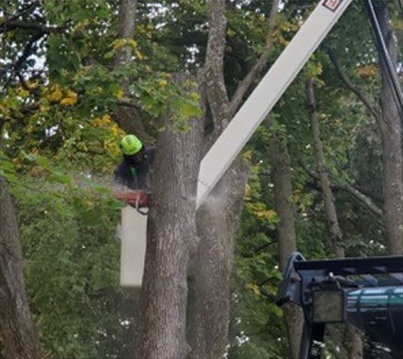 A man is cutting a tree with a chainsaw from a crane