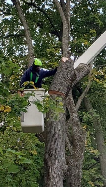 Man cutting a tree