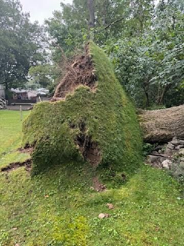 A large pile of grass is sitting on top of a fallen tree.
