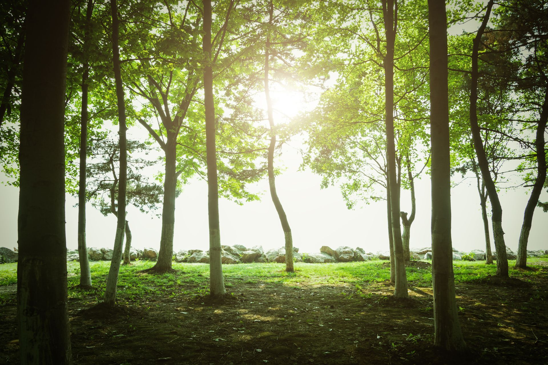 local tree services