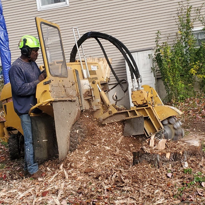 A man is using a stump grinder to remove a tree stump.