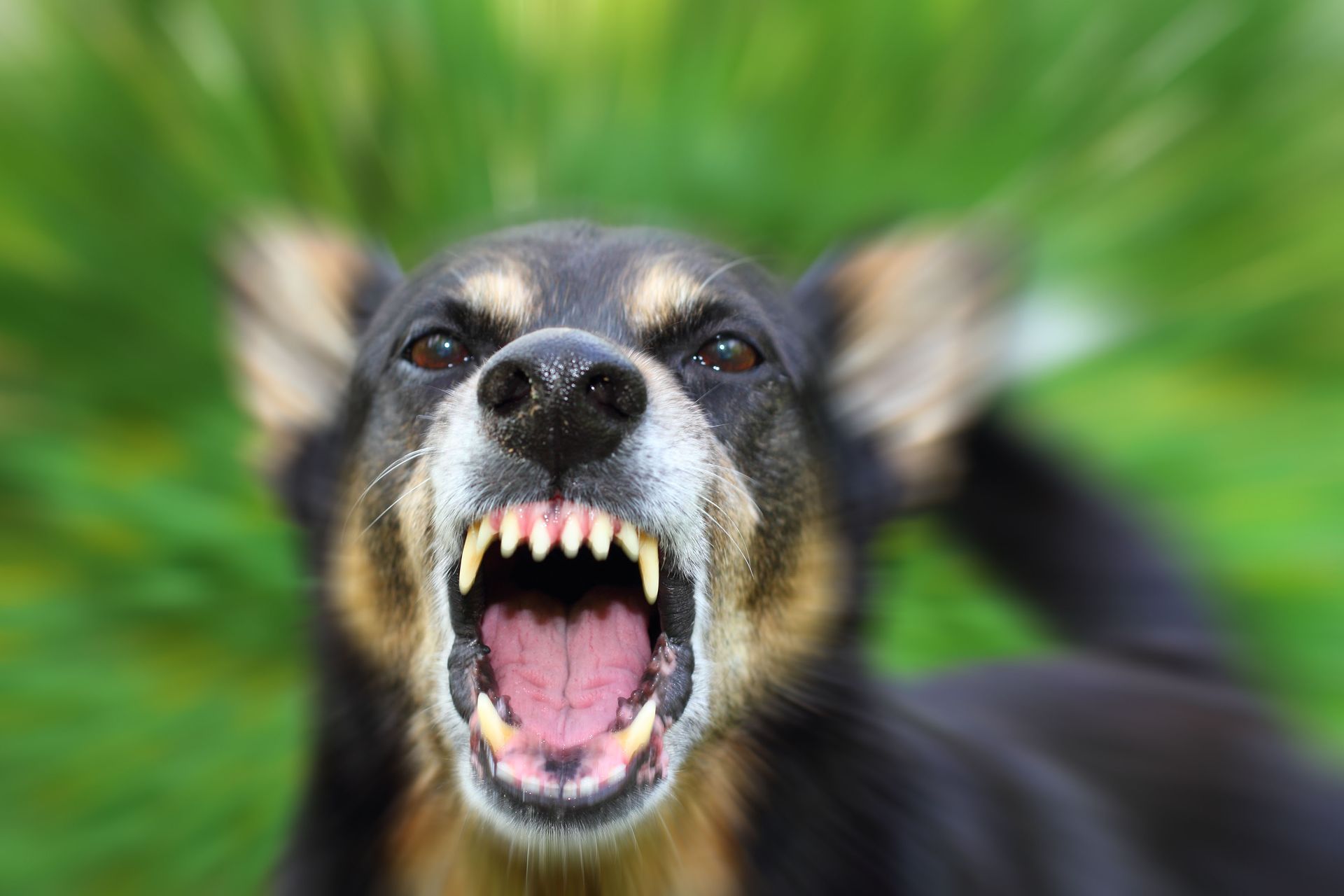 animal attack lawyer
