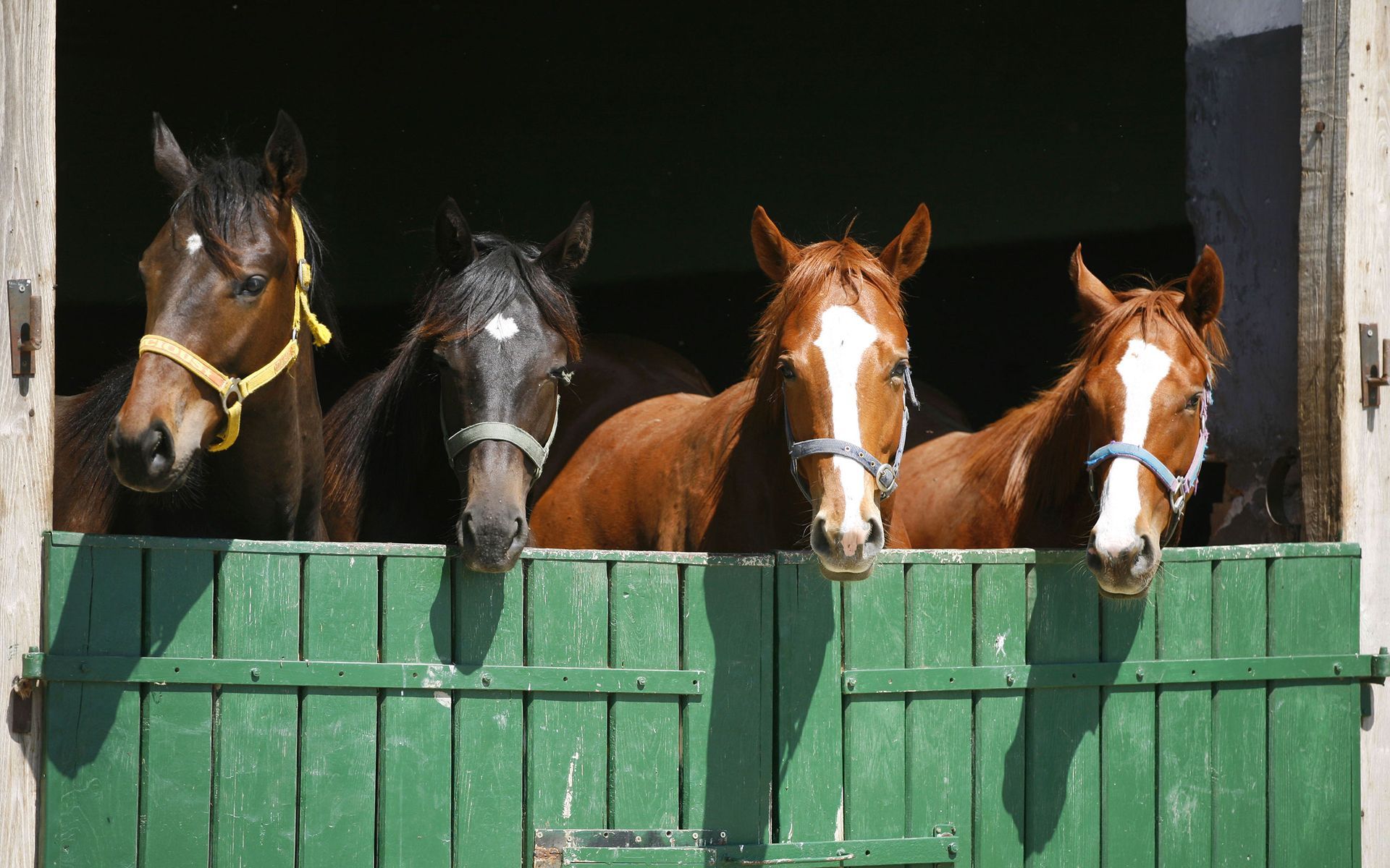 Equine Management and Disposal