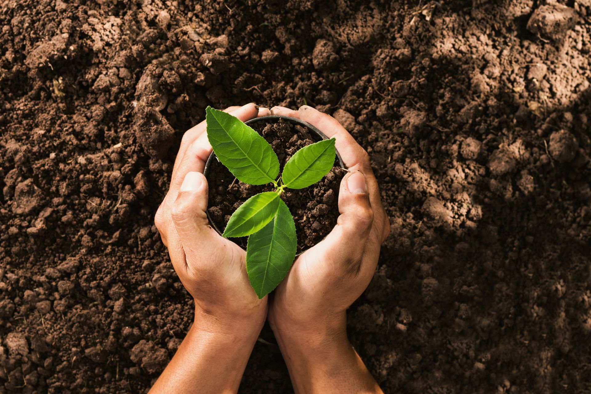 fertilizing