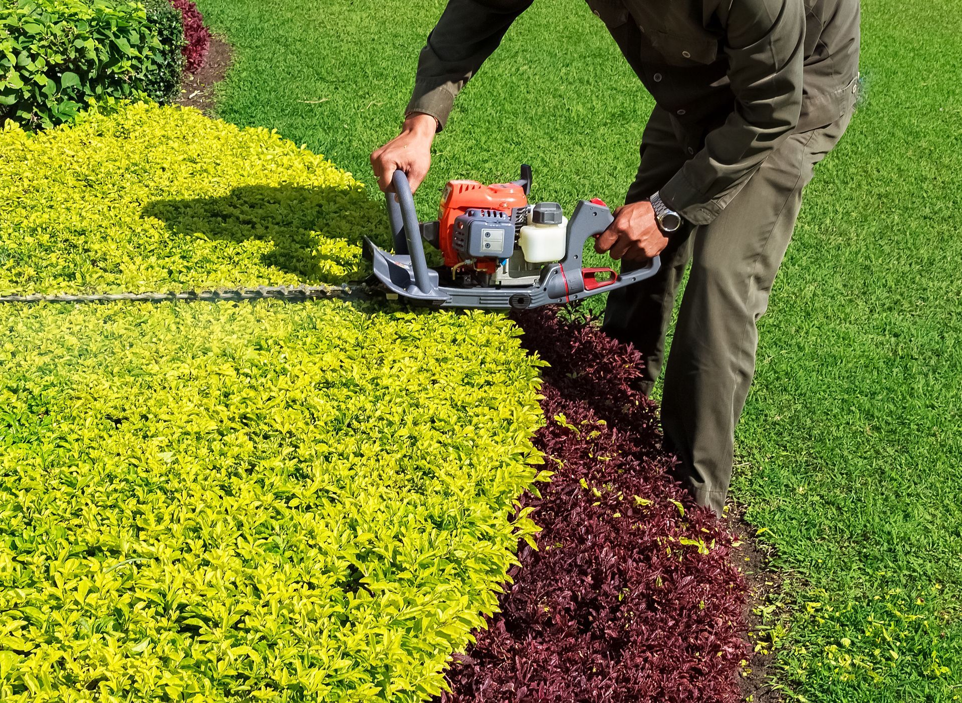 Person trimming hedges with a powered trimmer in a garden; yellow and red plants.
