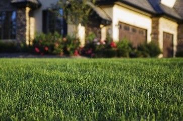 A manicured green lawn in the foreground with a blurred suburban house and landscaping in the background.