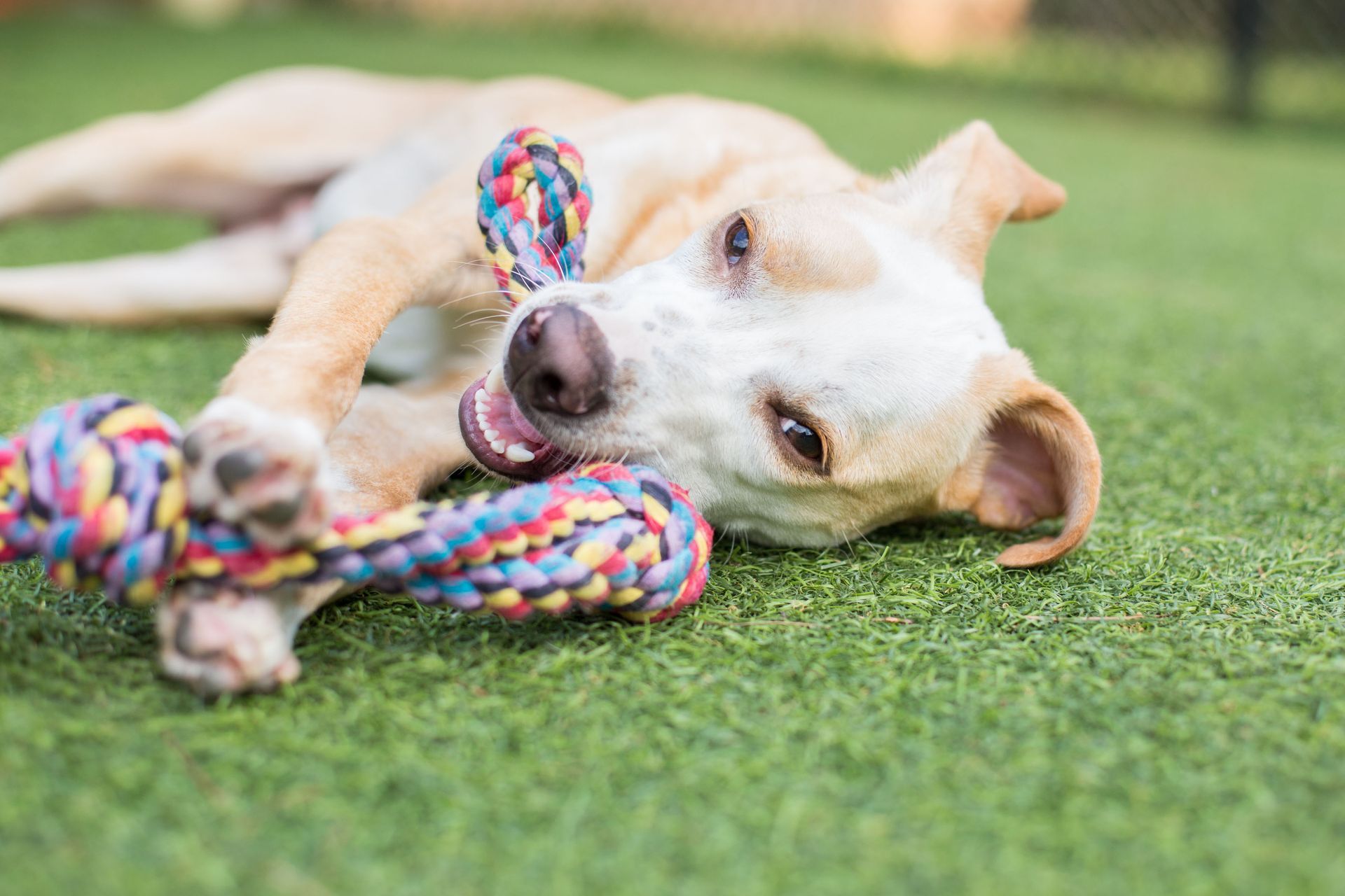 Small tan dog lying on grass, chewing a colorful rope toy with a relaxed expression