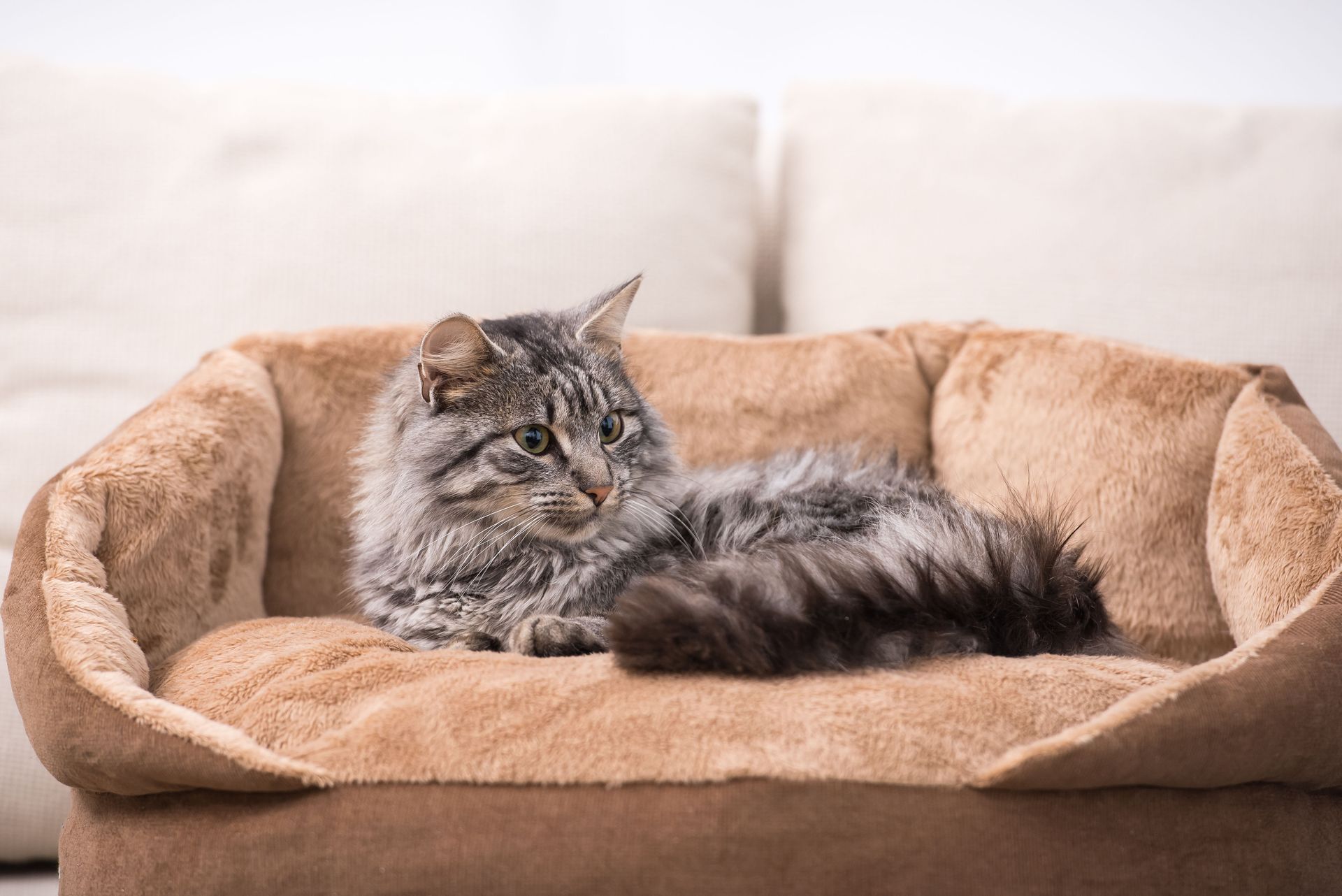 Gray tabby cat resting in a beige pet bed on a couch.