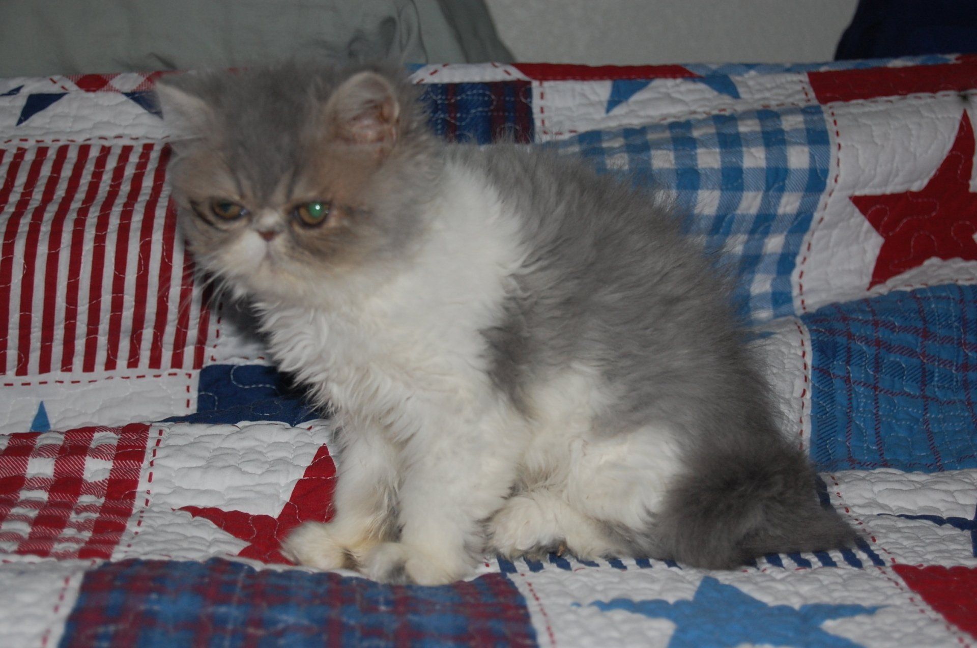 Pink Palace Persians Persian Cats Mount Juliet, TN