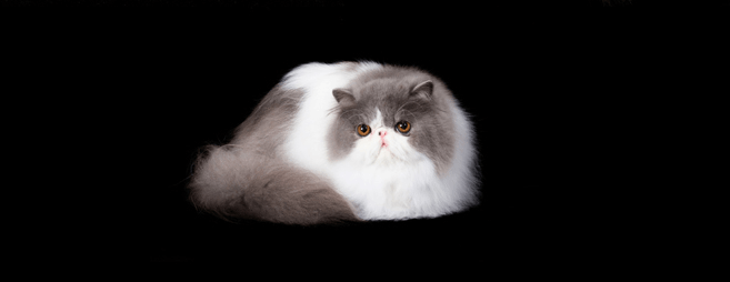 Newly Groomed Cat