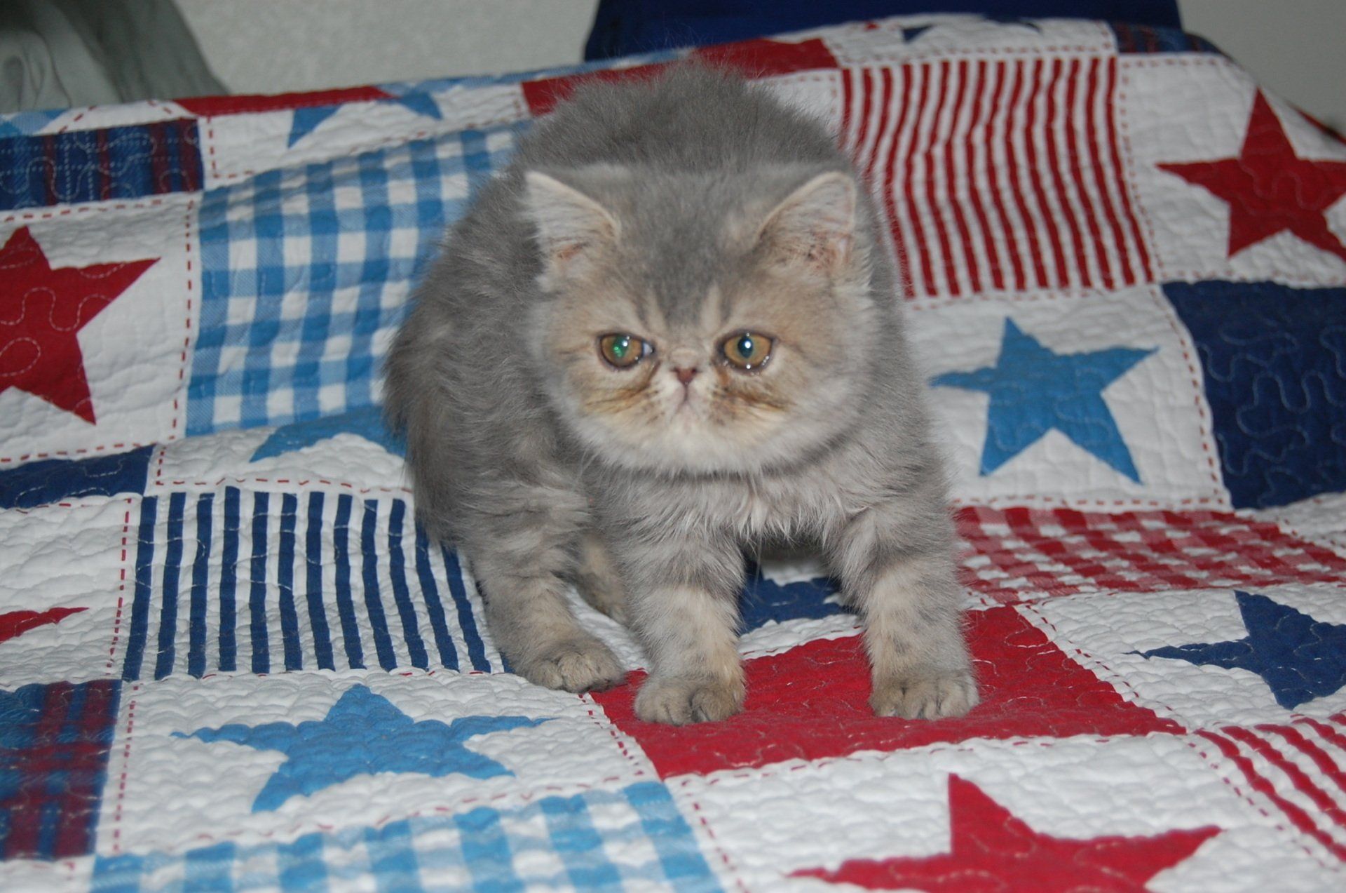 Pink Palace Persians Persian Cats Mount Juliet, TN