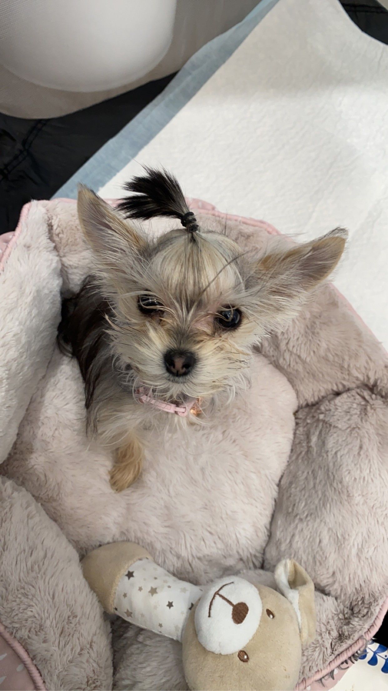 Small dog with a topknot, nestled in a pink, fluffy bed with a toy.