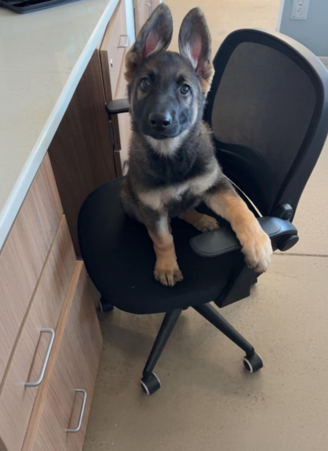 German Shepherd puppy sitting on an office chair