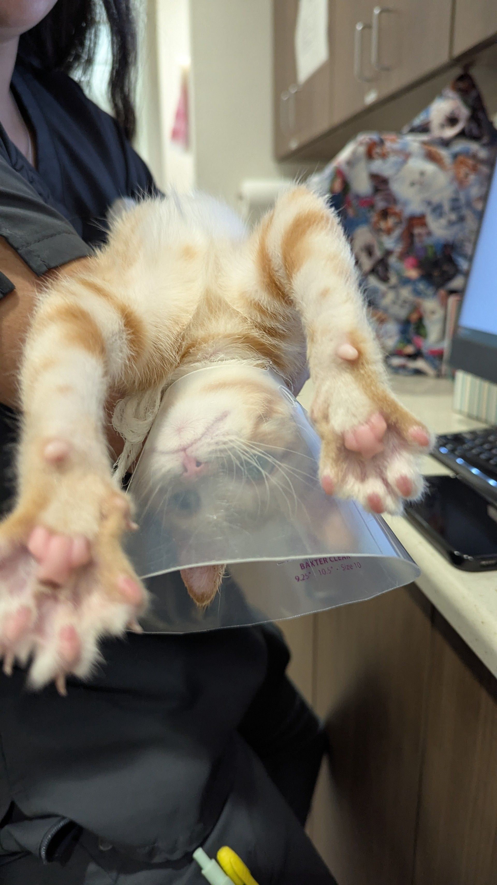 Orange tabby cat in cone, being held upside down, at a vet clinic.
