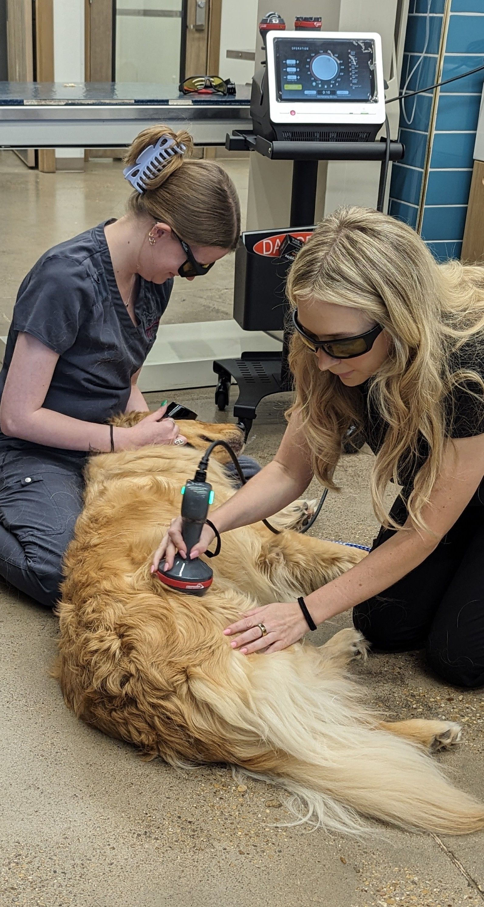 Two people using a laser device on a Golden Retriever in a veterinary clinic setting.