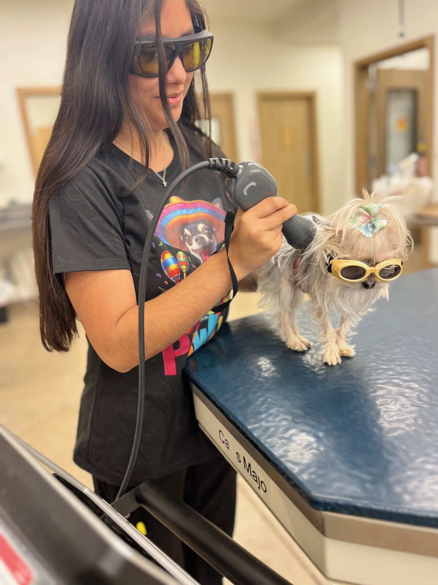 Woman uses laser therapy on a small dog.