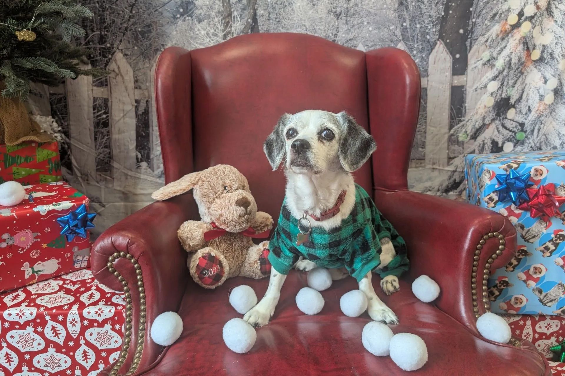 Dog wearing a Christmas sweater sits in a red chair with a stuffed animal and fake snowballs. Christmas setting.
