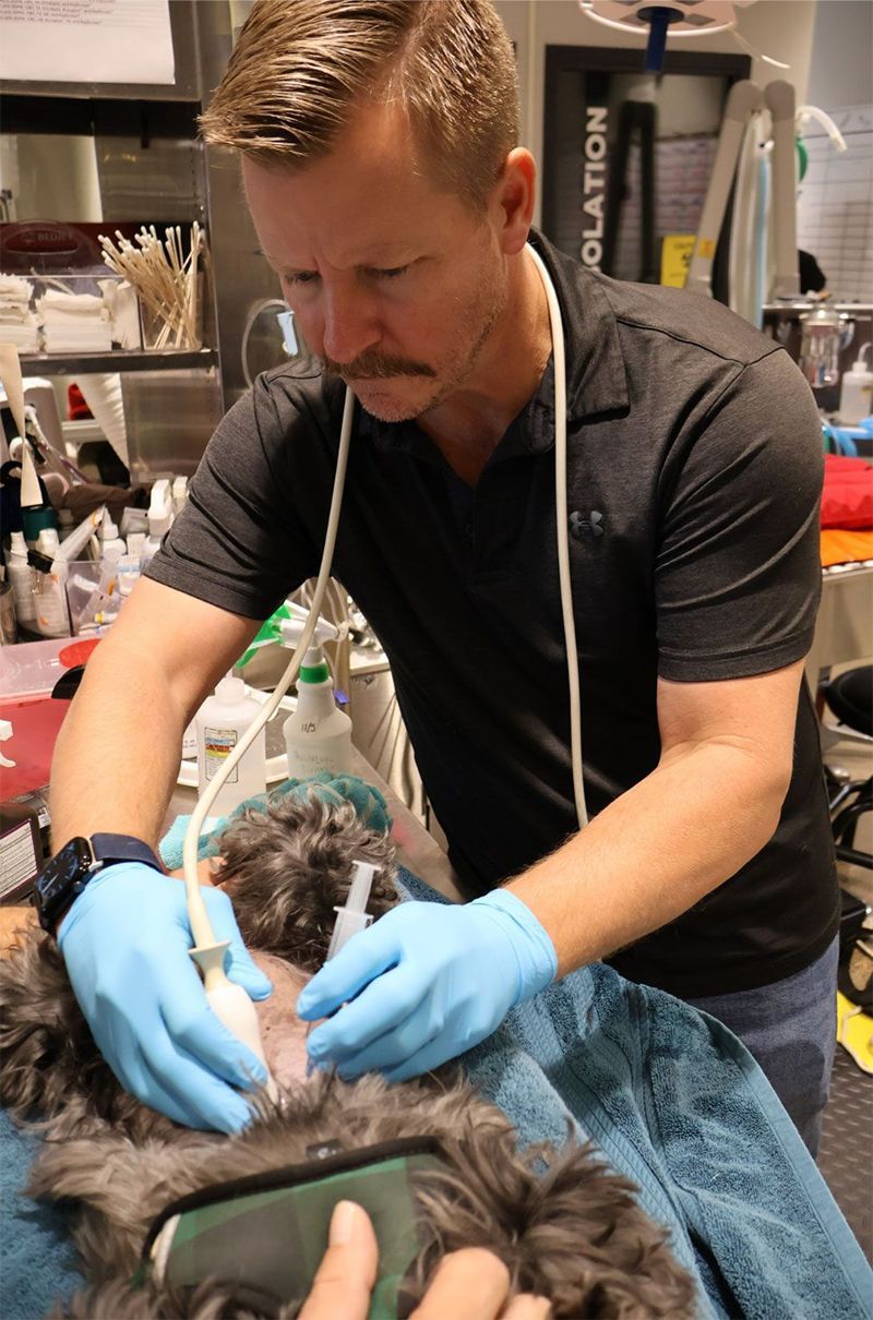 Man in blue gloves, examines animal with ultrasound wand. Hospital setting with medical equipment.