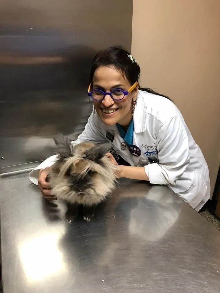 Veterinarian smiles, petting a fluffy, brown and grey rabbit on a stainless steel exam table.