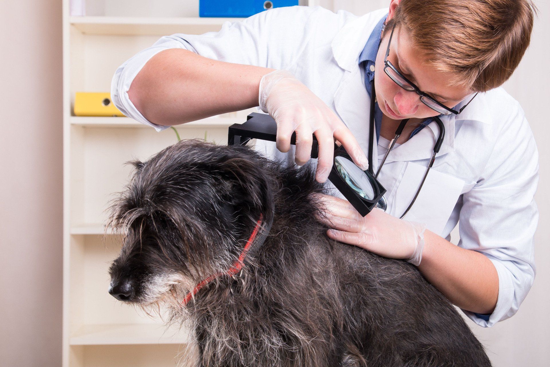 Flea and tick prevention service