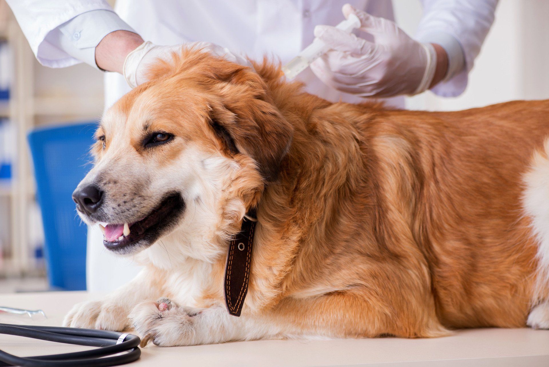Dog vaccination service