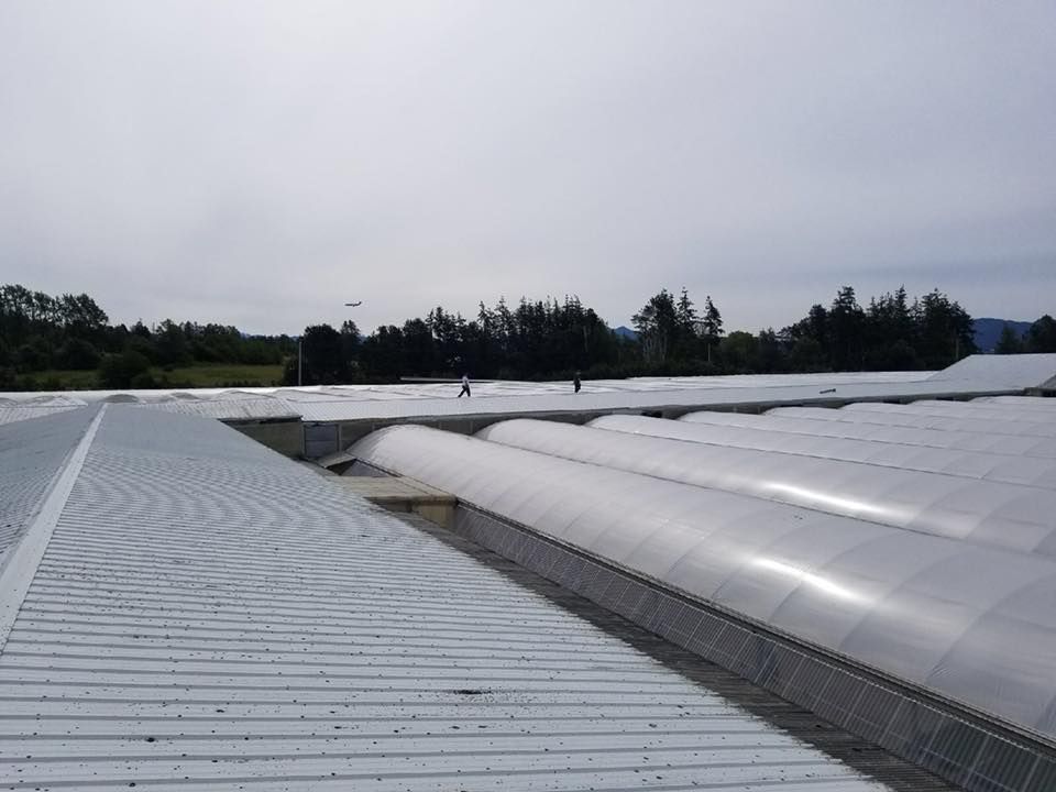 Rows of white greenhouse roofs under a cloudy sky, with trees in the distance